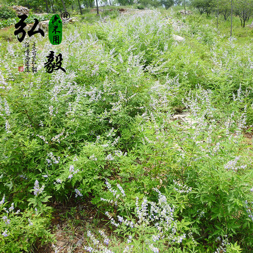 【弘毅六不用生态农场】生态养殖  荆花蜂蜜 500g/瓶 商品图6