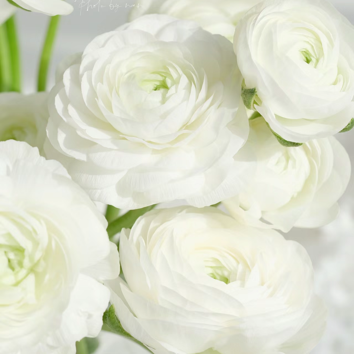 白色洋牡丹丨8支+2支防损【收到一定要带外包装一起醒花】