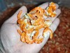 大连特产 当地纯淡干大海米，淡盐虾米，300g/袋，可以用来当零食凉拌菜，海鲜干货，全国包邮（偏远地区除外） 商品缩略图0