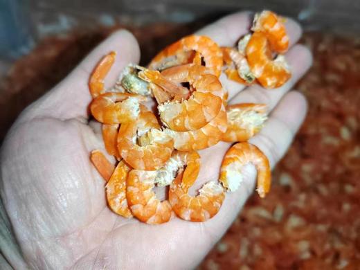 大连特产 当地纯淡干大海米，淡盐虾米，300g/袋，可以用来当零食凉拌菜，海鲜干货，全国包邮（偏远地区除外） 商品图0