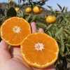 橘子界的天花板 欢姑娘甄选 涌泉高山蜜桔 商品缩略图1