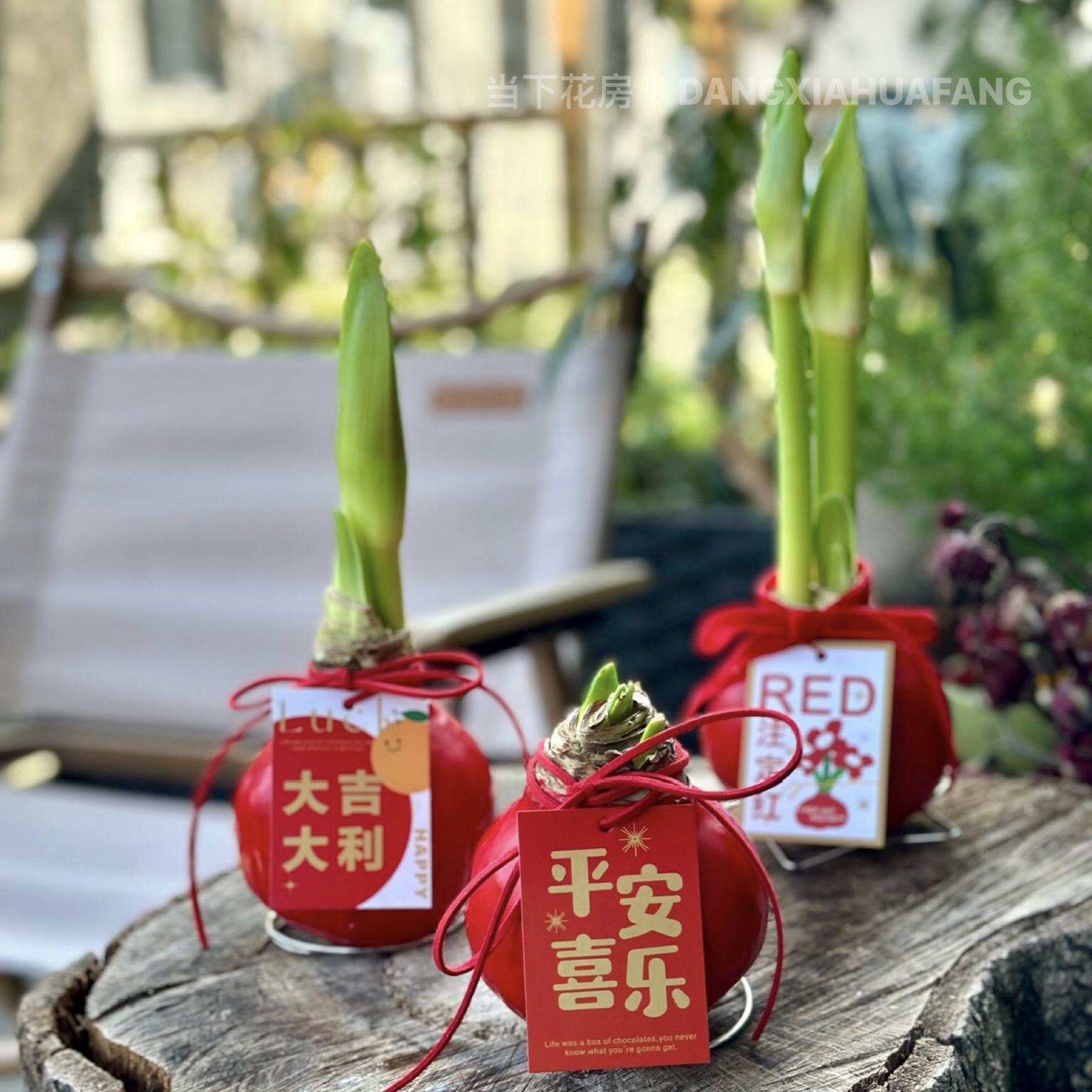 【元旦福利.封蜡朱顶红.第二件0.1元】礼盒装1个/份