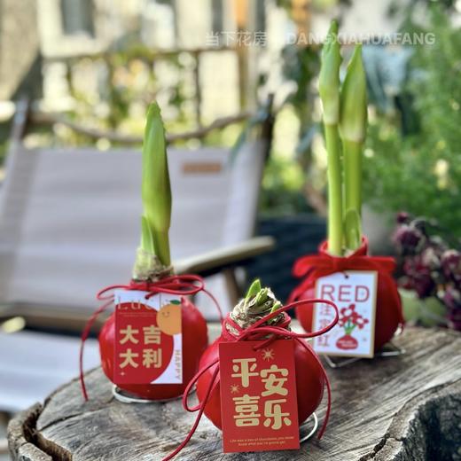 【元旦福利.封蜡朱顶红.第二件0.1元】礼盒装1个/份 商品图0