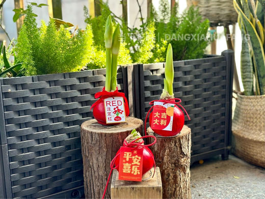 【元旦福利.封蜡朱顶红.第二件0.1元】礼盒装1个/份 商品图3