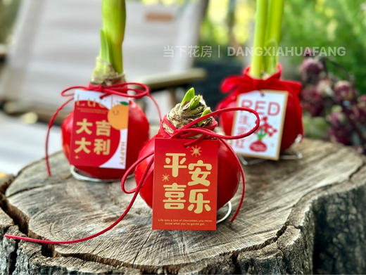 【元旦福利.封蜡朱顶红.第二件0.1元】礼盒装1个/份 商品图9