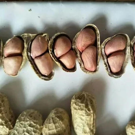 带壳原味炒花生 商品图10