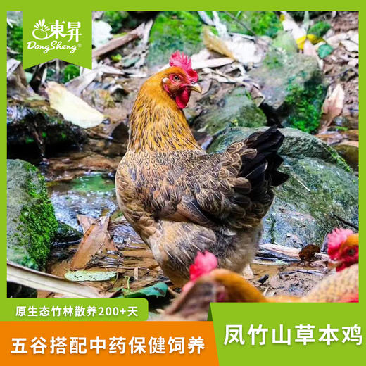 东升农场 凤竹山草本鸡 散养土鸡 新鲜鸡 中草药喂养 现杀1500g 商品图0