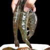 基围虾 约500g/份（离水易死，谨慎购买） 商品缩略图2