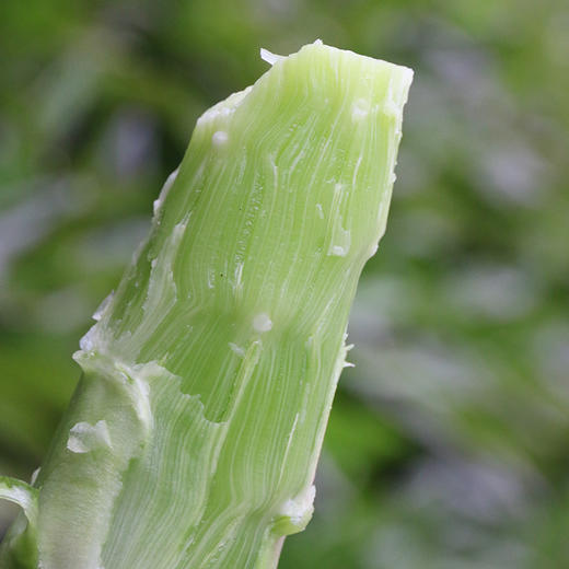 【密云】紫叶香笋500g  生态种植  现砍现发 火锅食材   口感清香莴笋青笋  商品图9