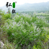 【弘毅六不用生态农场】生态养殖  荆花蜂蜜 500g/瓶 商品缩略图7