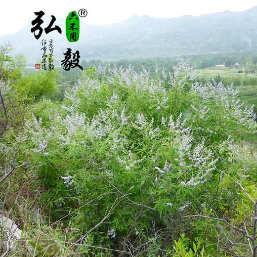 【弘毅六不用生态农场】生态养殖  荆花蜂蜜 500g/瓶 商品图7