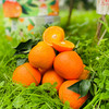 【爱媛38号果冻橙】果园直采，现摘现发，现在爱媛口感已到峰期，果味浓郁，自然果酸，一撕即开，果肉晶莹剔透，香甜美味，咬一口，爆珠口感，满满橙汁，水分超足~ 商品缩略图3