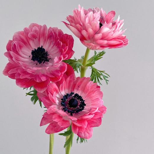 当季精品银莲花10支 商品图4