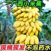 【农家种植！香甜软糯】现摘广西小米蕉，坏果包赔不打药不泡药，当季新鲜水果10斤整箱自然熟banana苹果蕉香蕉粉蕉-觅食坊 商品缩略图1