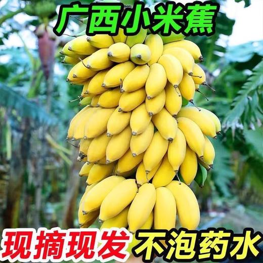【农家种植！香甜软糯】现摘广西小米蕉，坏果包赔不打药不泡药，当季新鲜水果10斤整箱自然熟banana苹果蕉香蕉粉蕉-觅食坊 商品图1