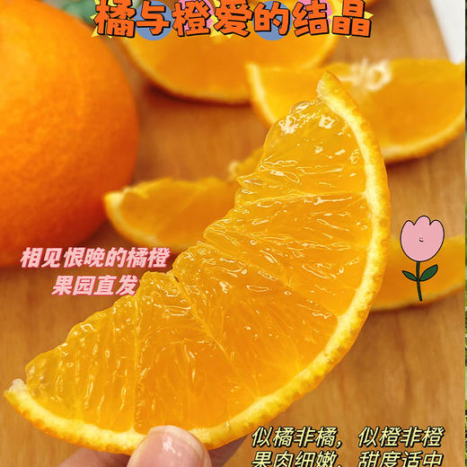 【爱媛38号果冻橙】果园直采，现摘现发，现在爱媛口感已到峰期，果味浓郁，自然果酸，一撕即开，果肉晶莹剔透，香甜美味，咬一口，爆珠口感，满满橙汁，水分超足~ 商品图1