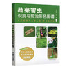 蔬菜害虫识别与防治彩色图谱 邱海燕 刘奎主编 中国农业出版社 正版保证【官方正版，可开发票，下单时留开票信息和电子邮箱】 商品缩略图5