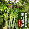 【密云】紫叶香笋500g  生态种植  现砍现发 火锅食材   口感清香莴笋青笋  商品缩略图5