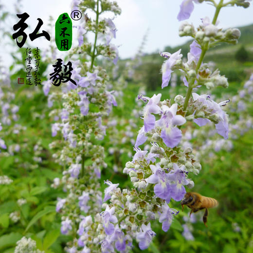 【弘毅六不用生态农场】生态养殖  荆花蜂蜜 500g/瓶 商品图4