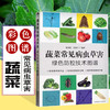 蔬菜常见病虫草害绿色防控技术图谱【官方正版，可开发票，下单时留开票信息和电子邮箱】 商品缩略图0