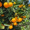 橘子界的天花板 欢姑娘甄选 涌泉高山蜜桔 商品缩略图4