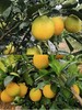 江西赣州脐橙当季水果多汁现摘现发农家橙子10斤包邮 商品缩略图0