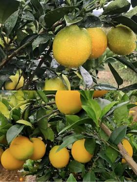 江西赣州脐橙当季水果多汁现摘现发农家橙子10斤包邮