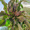 农家紫叶香笋  生态种植  每日新鲜采摘  莴笋  鲜嫩爽口  350g 商品缩略图7