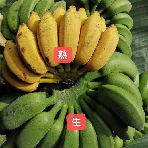 【农家种植！香甜软糯】现摘广西小米蕉，坏果包赔不打药不泡药，当季新鲜水果10斤整箱自然熟banana苹果蕉香蕉粉蕉-觅食坊 商品图3