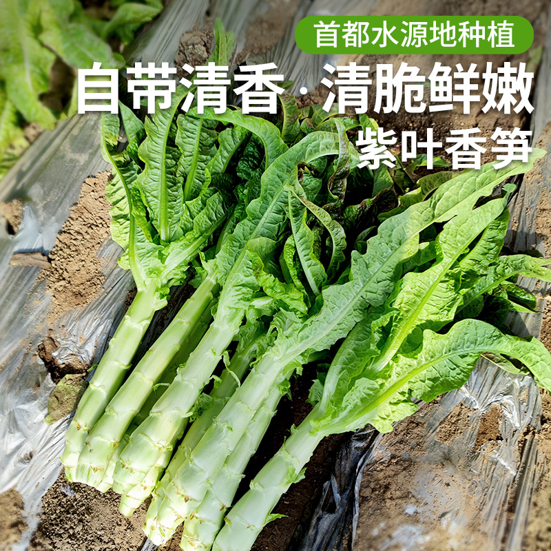 农家紫叶香笋  生态种植  每日新鲜采摘  莴笋  鲜嫩爽口  350g