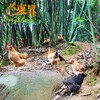 东升农场 凤竹山草本鸡 蛋 组合 散养走地鸡 土鸡蛋 农家蛋 商品缩略图1