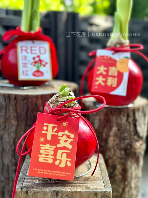 【元旦福利.封蜡朱顶红.第二件0.1元】礼盒装1个/份 商品图10