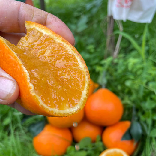 【爱媛38号果冻橙】果园直采，现摘现发，现在爱媛口感已到峰期，果味浓郁，自然果酸，一撕即开，果肉晶莹剔透，香甜美味，咬一口，爆珠口感，满满橙汁，水分超足~ 商品图2