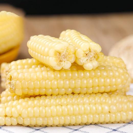 【一件代发D】云南拇指玉米 商品图0