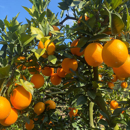 福利活动『江西赣南脐橙』寻乌核心产区，浓甜多汁，芳香脆嫩，现摘现发 商品图4