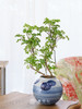 细叶福禄桐 商品缩略图0