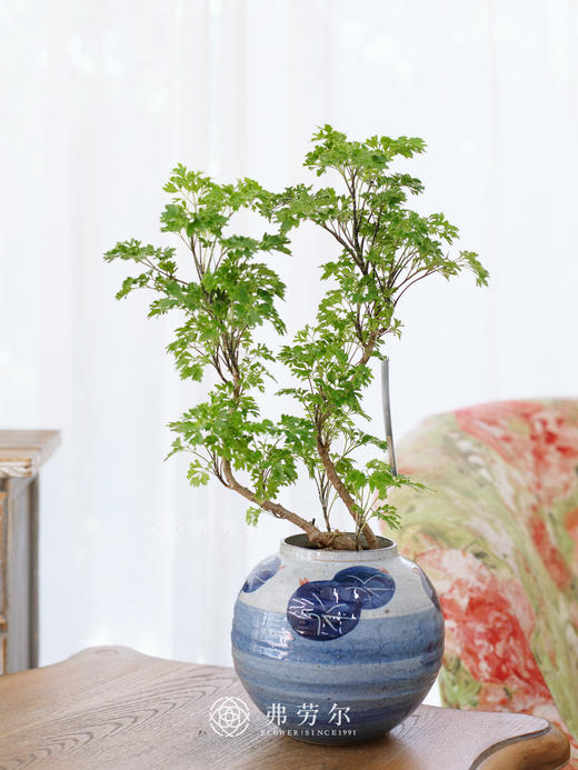 细叶福禄桐 商品图0