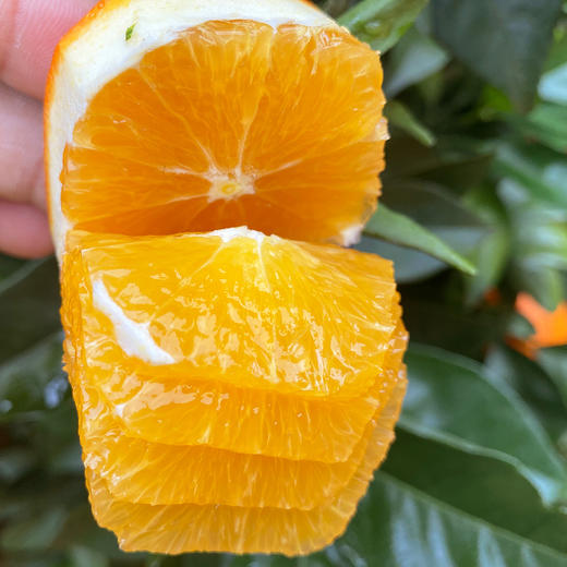 福利活动『江西赣南脐橙』寻乌核心产区，浓甜多汁，芳香脆嫩，现摘现发 商品图2