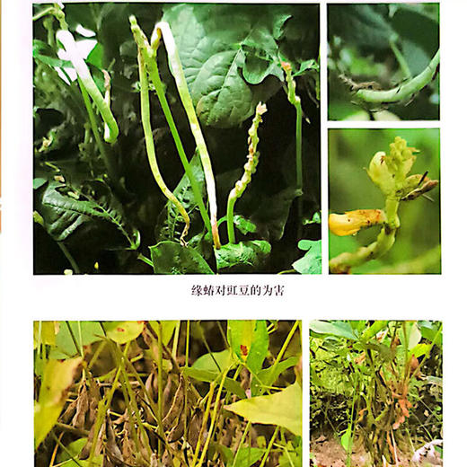 蔬菜害虫识别与防治彩色图谱 邱海燕 刘奎主编 中国农业出版社 正版保证【官方正版，可开发票，下单时留开票信息和电子邮箱】 商品图4