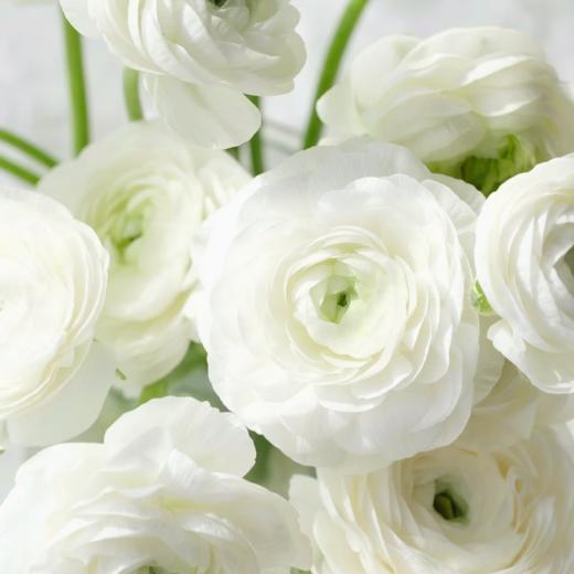 白色洋牡丹丨8支+2支防损【收到一定要带外包装一起醒花】 商品图1