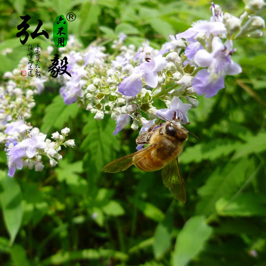 【弘毅六不用生态农场】生态养殖  荆花蜂蜜 500g/瓶 商品图5