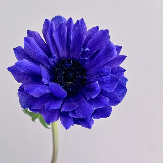 当季精品银莲花10支 商品图6