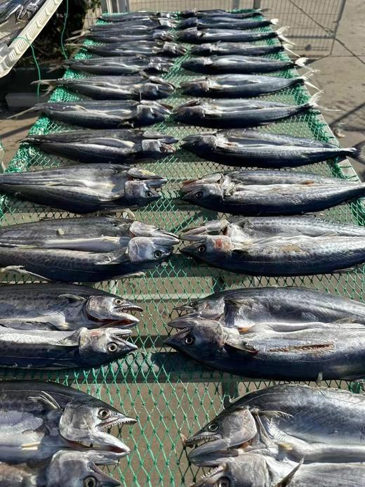 鲅鱼干晒好了，淡盐 干度好，大连湾渔家自晒鲅鱼干，全部用当地船冻10月份以后的鲅鱼晒的，自然晾晒两天，品质特别好 ，肉厚，一点不咸，又香又好吃😋收到货需冷冻保存，全国包邮（偏远地区除外） 商品图11