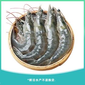 基围虾 约500g/份（离水易死，谨慎购买）