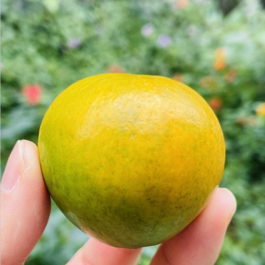 🌹一年一度的王炸款，脆蜜金 桔来啦	 金桔中的天花板脆爽多汁	没有酸涩苦麻的口感！金色锡箔纸包裹着，一颗颗，排列整齐，精致又有质感，送礼超有面🎁 商品图7