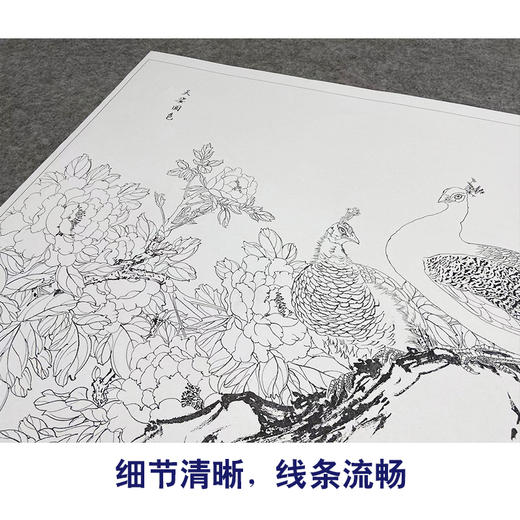 【大彩图】陈军横幅工笔画白描底稿《孔雀》临摹勾线花鸟线稿CJ42 商品图4