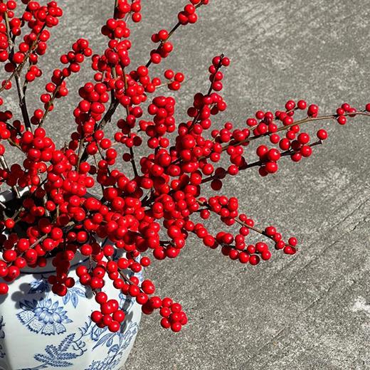 北美冬青50cm 商品图1