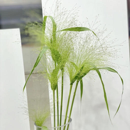 喷泉草丨配草 商品图1