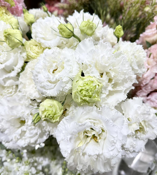 国产花材-【洋桔梗】波浪白 商品图0