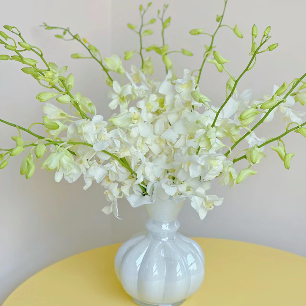 泰国洋兰丨白色丨10支+2支防损